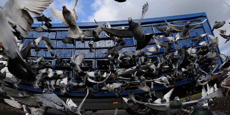 Отпугивание птичьих стай в Пензе от ДЕЗ-Комфорт - фото