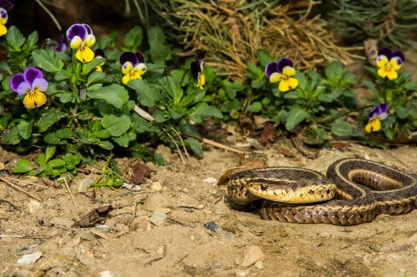 Выведение и отпугивание змей в Пензе от ДЕЗ-Комфорт - фото